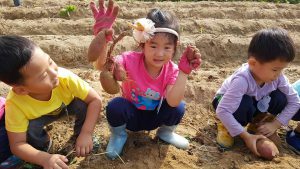 0925 유아반현장학습  고구마 수확체험