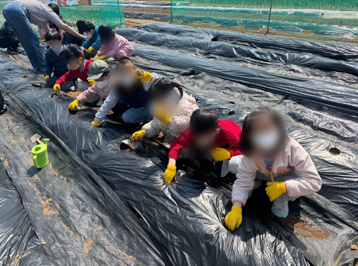 4월 식목일 감자심기