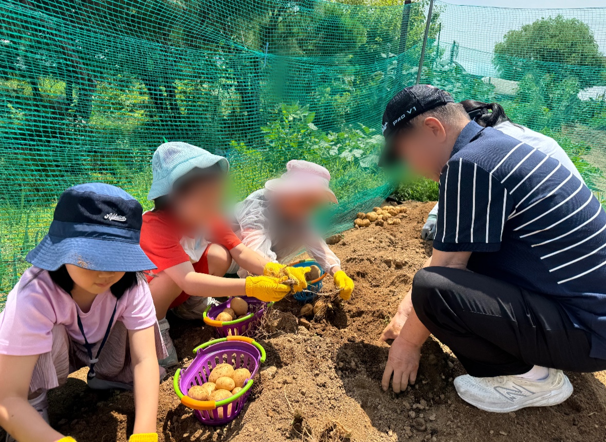 6월 텃밭 감자수확